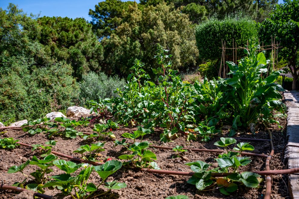 Garden with fresh produce