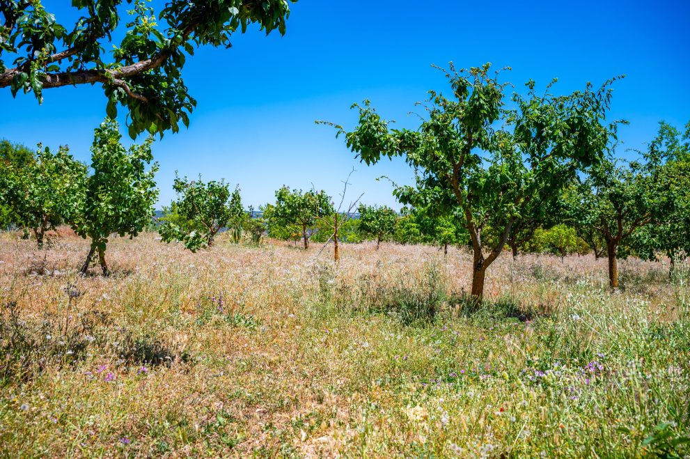 Growing fruit trees