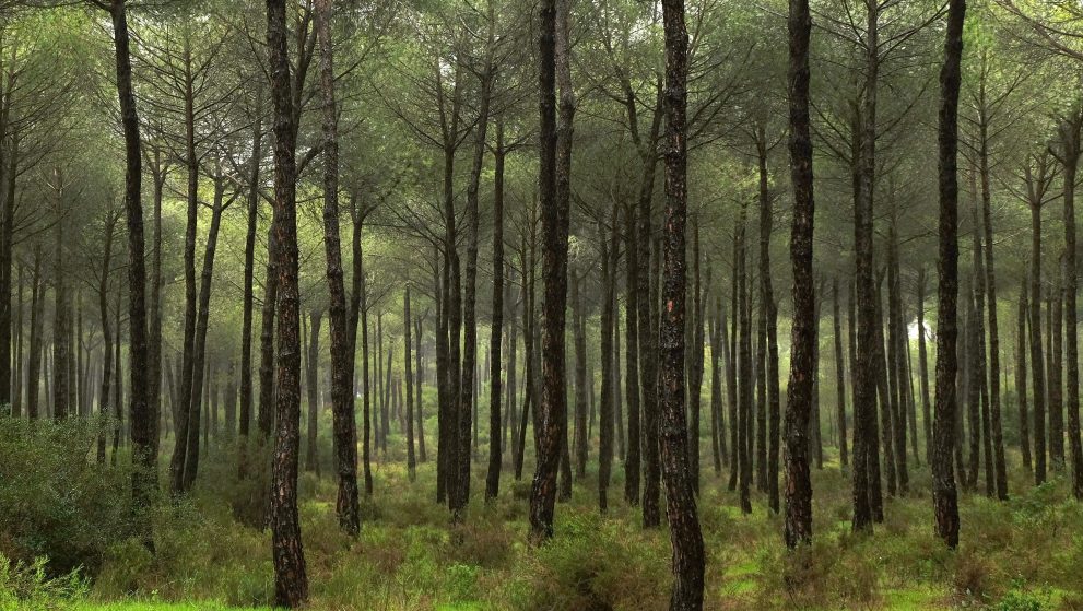 Doñana park
